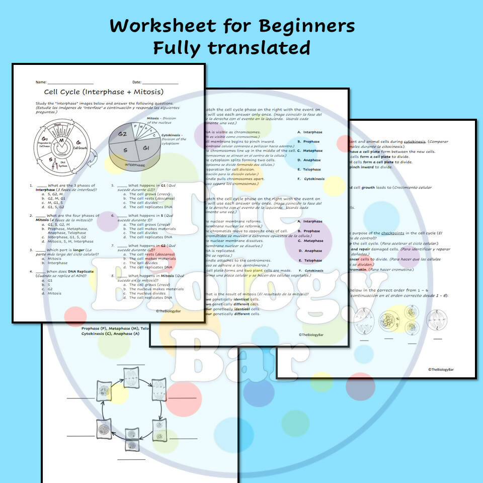 Biology Cell Cycle Mitosis Worksheet – Bilingual Marketplace