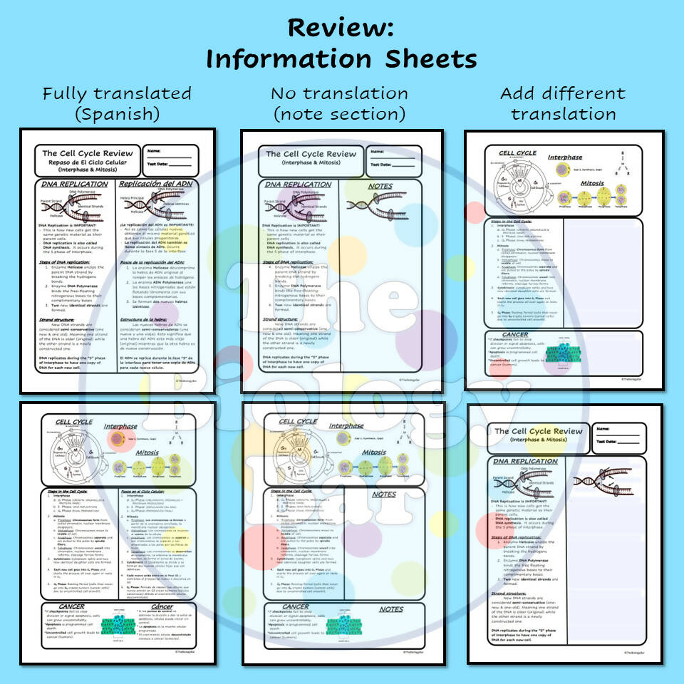 Biology Cell Cycle Mitosis Review & Test – Bilingual Marketplace