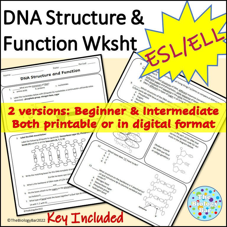 Biology DNA Structure & Function Worksheet – Bilingual Marketplace