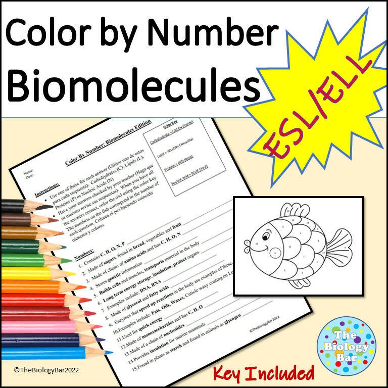 Biology Biomolecule Coloring Activity Bilingual Marketplace