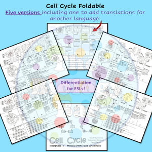 Biology Cell Cycle Mitosis Foldable and Notes