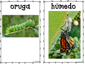 Butterfly Life Cycle El ciclo de vida de la mariposa