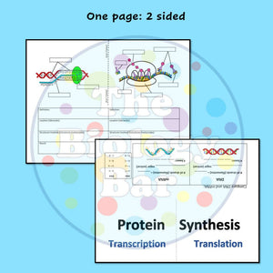 Biology Protein Synthesis Foldable