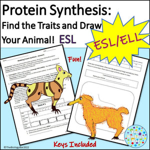 Biology Protein Synthesis DNA to Organism Worksheet