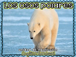 Polar Bears Non Fiction Unit Osos polares