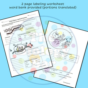 Biology Protein Synthesis Worksheet Set