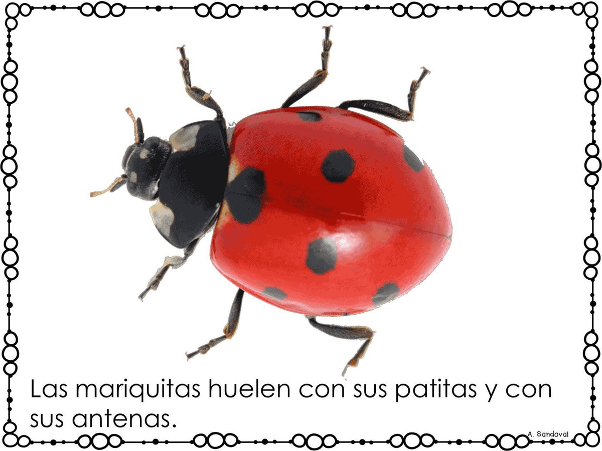 Ladybug Life Cycle Ciclo de vida de las mariquitas – Bilingual Marketplace