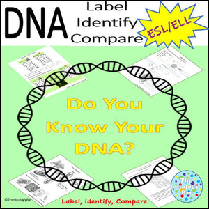 Biology DNA Worksheet