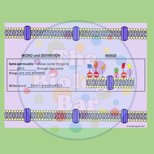Biology Cell Transport Vocabulary Notes