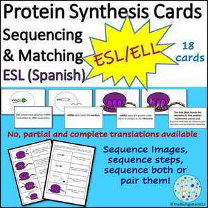 Biology Protein Synthesis Sequence Card Sort