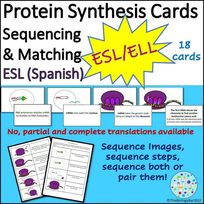 Biology Protein Synthesis Sequence Card Sort