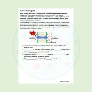 Biology Cell Transport Reading and Writing