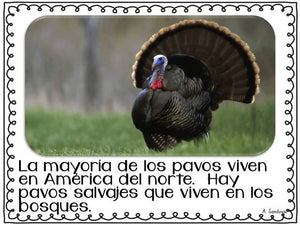 Todo sobre los pavos