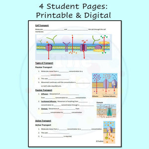 Biology Cell Transport PowerPoint Notes and Student Worksheet