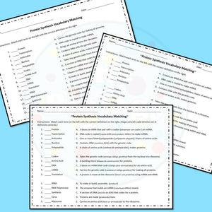 Biology Protein Synthesis Vocabulary Chain