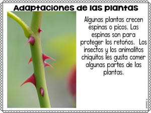 Plant Unit  Plantas