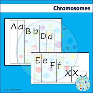 Biology Meiosis Wildcat Baby Genetics