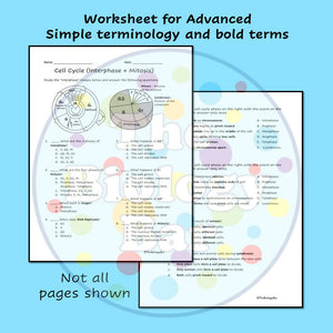 Biology Cell Cycle Mitosis Worksheet