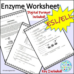 Biology Enzyme Worksheet