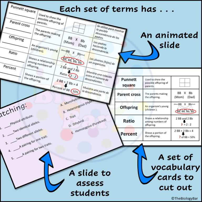 Genetics Guided Notes Genetics Vocabulary PowerPoint Guided Notes – Bilingual Marketplace