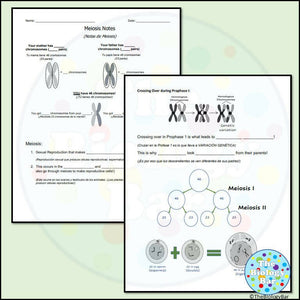 Biology Meiosis Notes