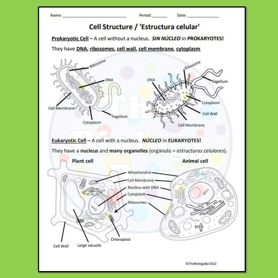 Prokaryotic Cell Diagram Worksheet