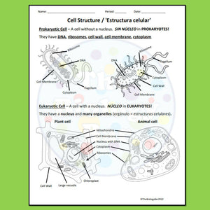 Biology Cells Prokaryote & Eukaryote Worksheet