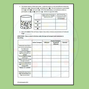 Biology Cell Transport Worksheet