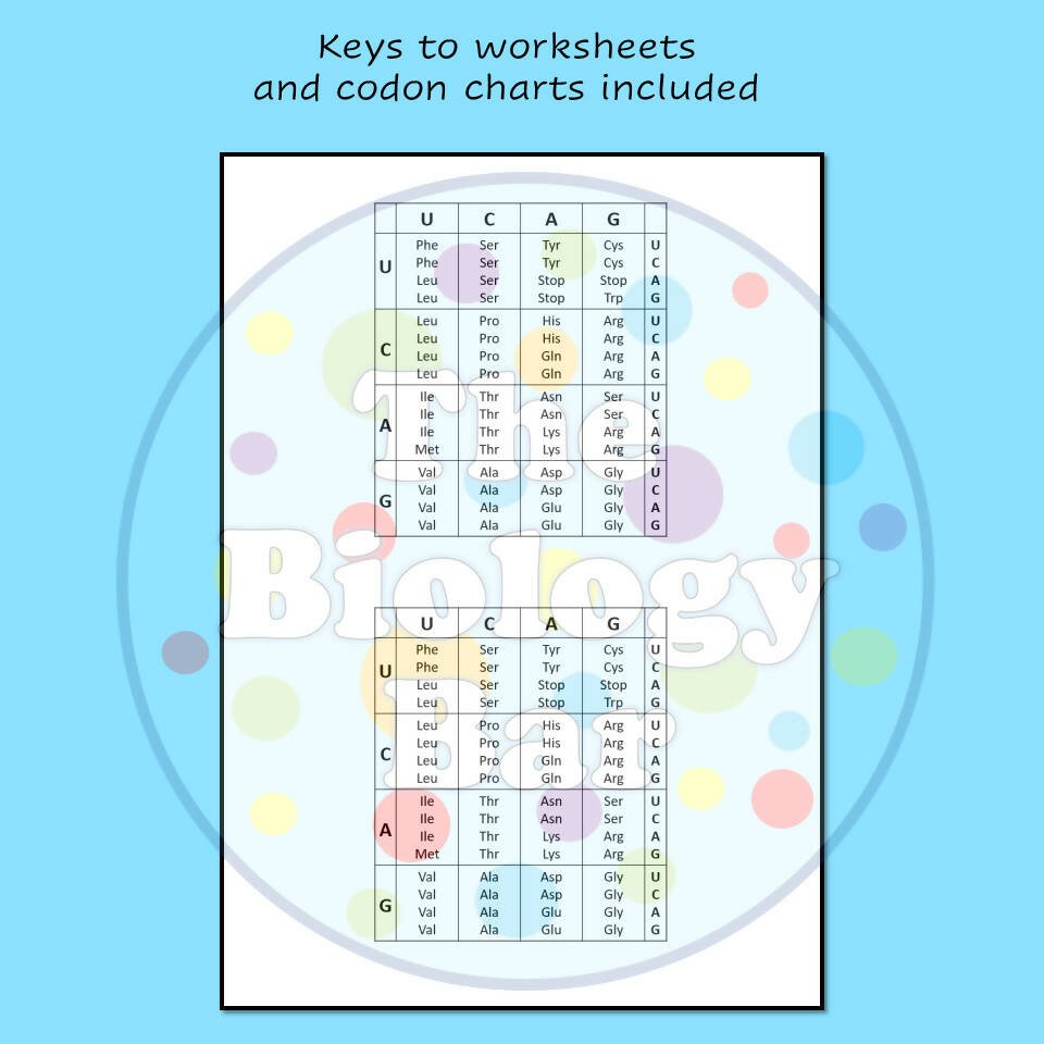 Codon Bio Practice App Codon Worksheet Biology