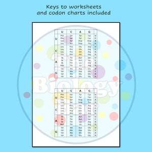 Biology Protein Synthesis Worksheet Set