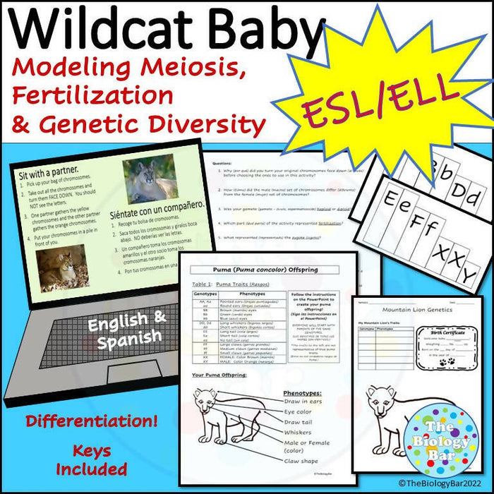 Biology Meiosis Wildcat Baby Genetics