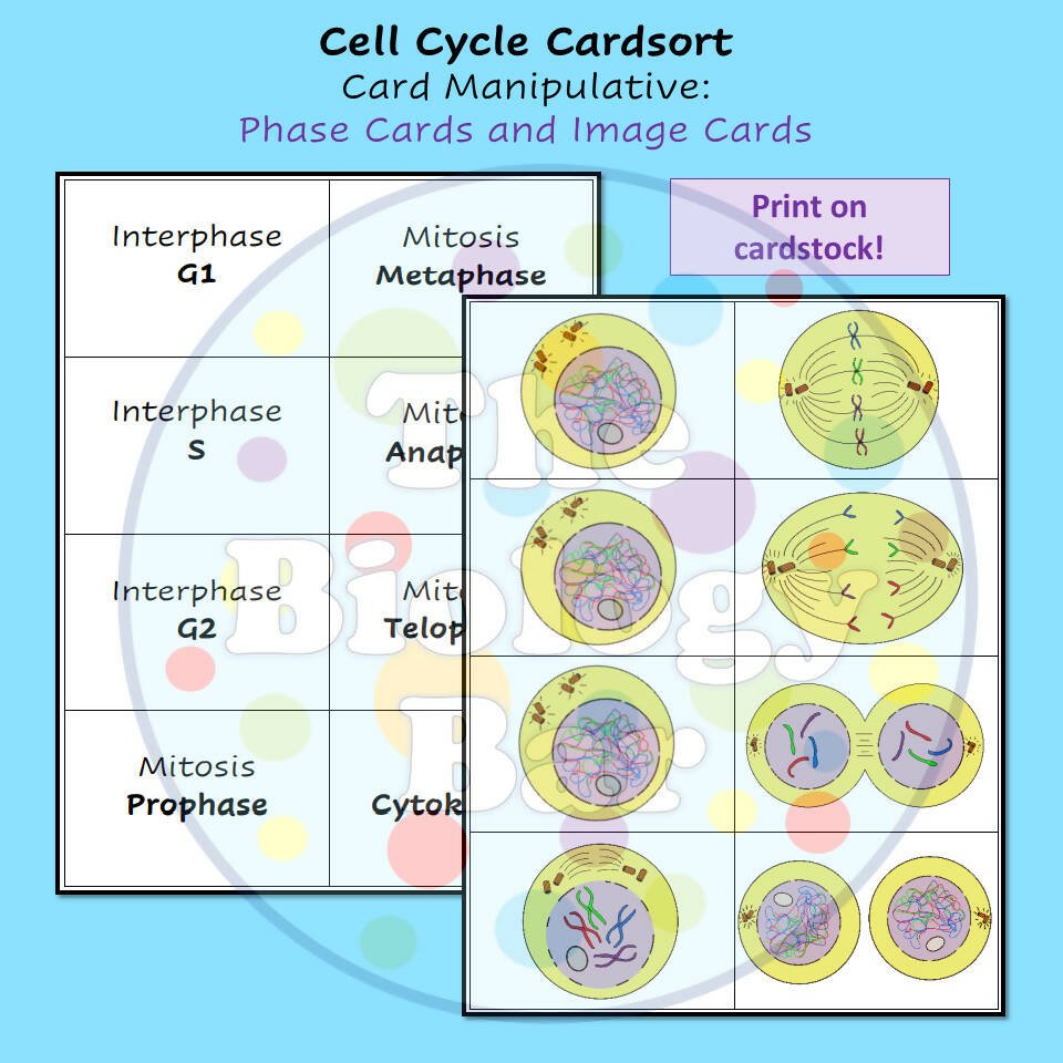 Cell Structure Card Sort Biology Cell Cycle Mitosis Card Sort – Bilingual Marketplace