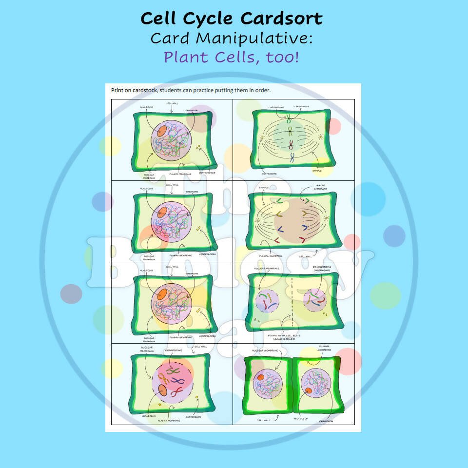 Cell Structure Card Sort Biology Cell Cycle Mitosis Card Sort – Bilingual Marketplace