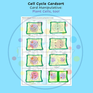 Biology Cell Cycle Mitosis Card Sort