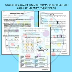 Biology Protein Synthesis DNA to Organism Worksheet