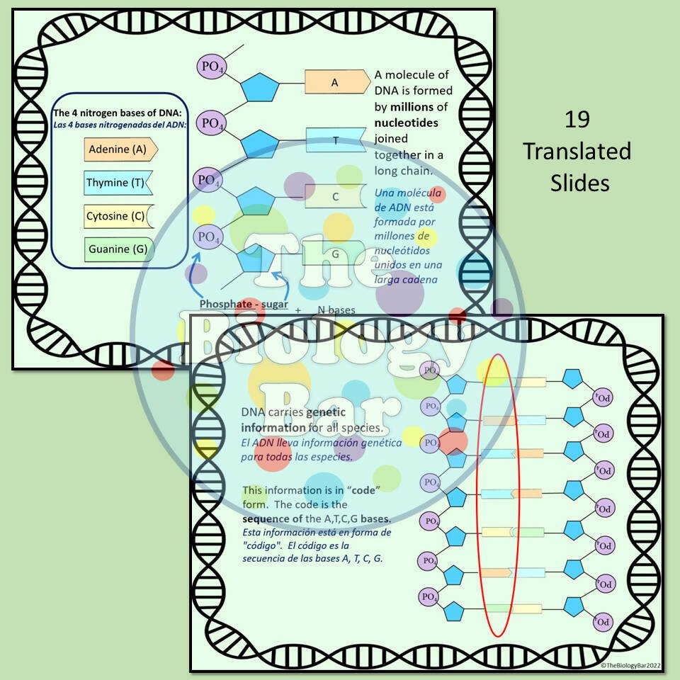 Biology DNA PowerPoint Notes and Student Notes – Bilingual Marketplace