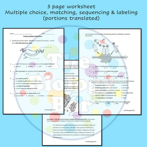 Biology Protein Synthesis Worksheet Set