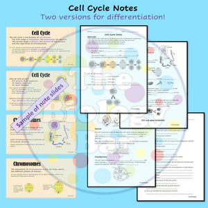 Biology Cell Cycle Mitosis Foldable and Notes