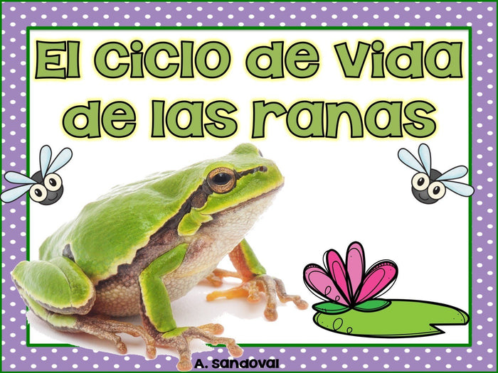 Frog Life Cycle Ciclo de vida de la rana