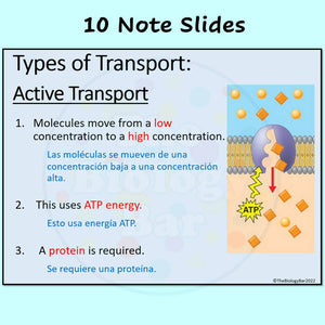 Biology Cell Transport PowerPoint Notes and Student Worksheet