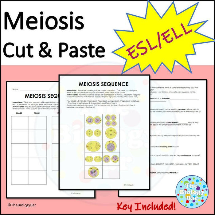Biology Meiosis Sequence Cut & Paste Worksheet