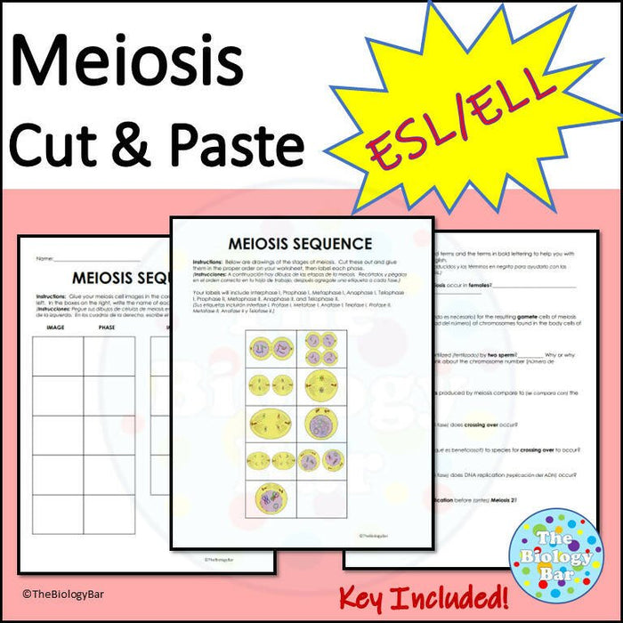 Biology Meiosis Sequence Cut & Paste Worksheet