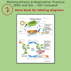 Biology Cell Energy Worksheet Set of 3