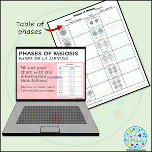 Biology Meiosis Notes