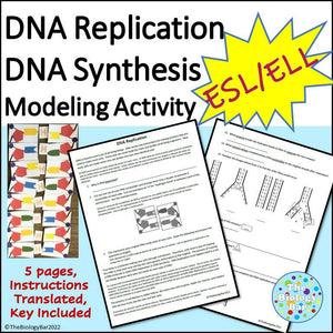 Biology DNA Replication Model and Worksheet