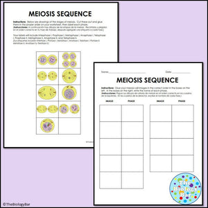 Biology Meiosis Sequence Cut & Paste Worksheet