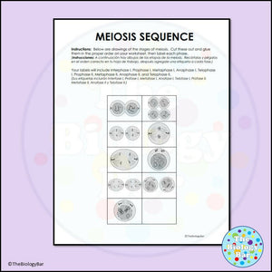 Biology Meiosis Sequence Cut & Paste Worksheet