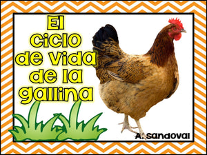 Chicken Life Cycle El ciclo de vida de la gallina