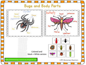 Bugs Unit for Elementary ESL