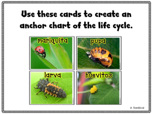 Ladybug Life Cycle Ciclo de vida de las mariquitas